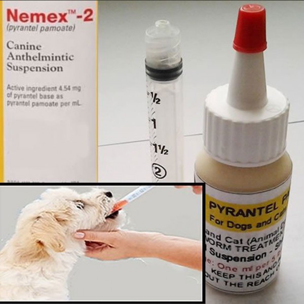 Pyrantel Pamoate Suspension Deworming for cats and dogs
