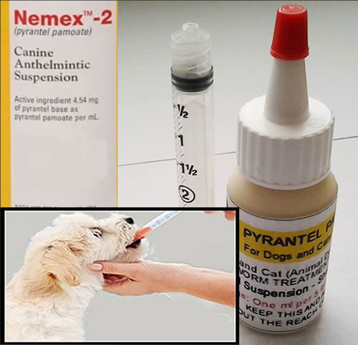 Nemex 2 Dosage Chart